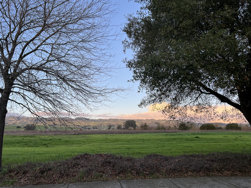 Photo of a green field with trees